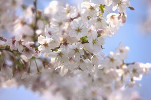 树枝上开放的白樱花图片 树枝上开放的白樱花图片