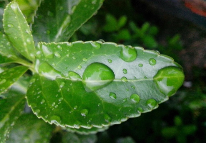 水滴树叶图片