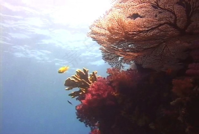 洋生物素材下载