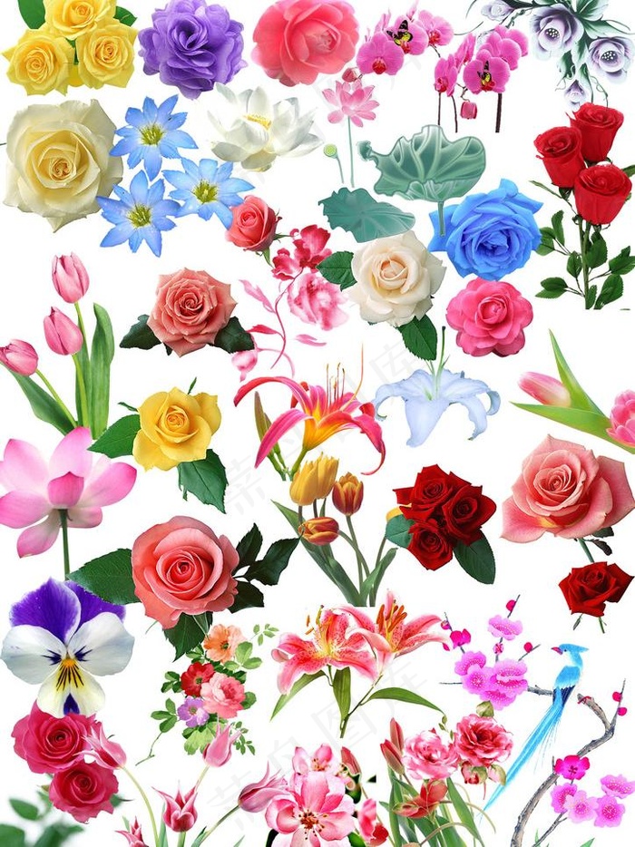 百花大全图片(2480X3508(DPI:300))psd模版下载
