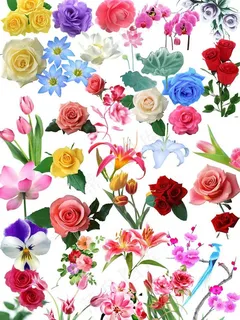 百花大全图片 百花大全图片