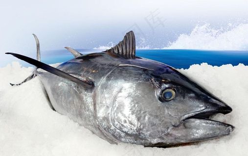 金枪鱼图片