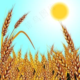 小麦大丰收