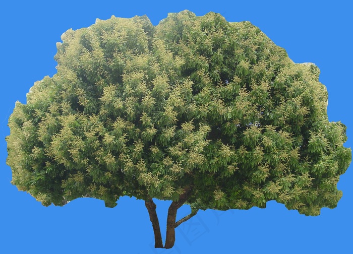 龙眼-果树-灌木类——植物素材