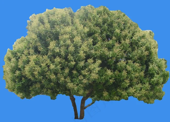 龙眼-果树-灌木类——植物素材