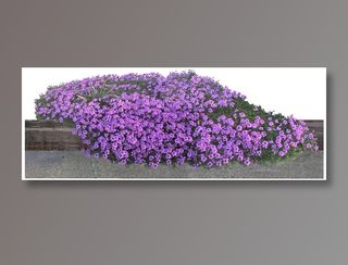 高清免抠植物马鞭草