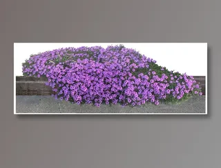 高清免抠植物马鞭草