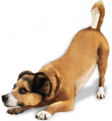 各种品种宠物狗PNG免扣透明素材(387X418)