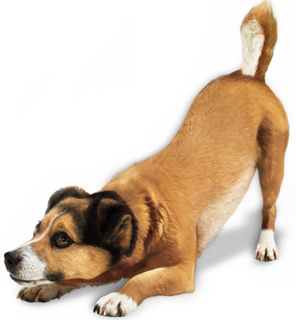 各种品种宠物狗PNG免扣透明素材