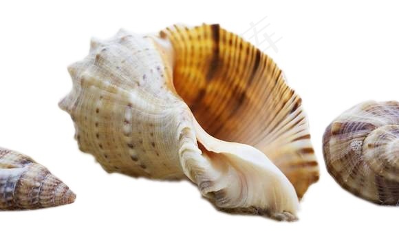 海螺免抠素材PSD分层