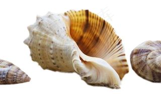 海螺免抠素材PSD分层