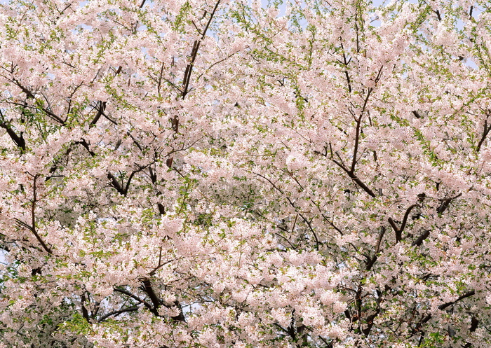 春天花朵 花朵图片 桃花 李花 杏花 春暖花朵 桃花林