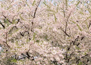 春天花朵 花朵图片 桃花 李花 杏花 春暖花朵 桃花林