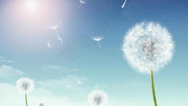 蓝天蒲公英