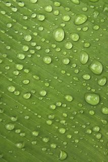 水珠系列高清图片（6款）