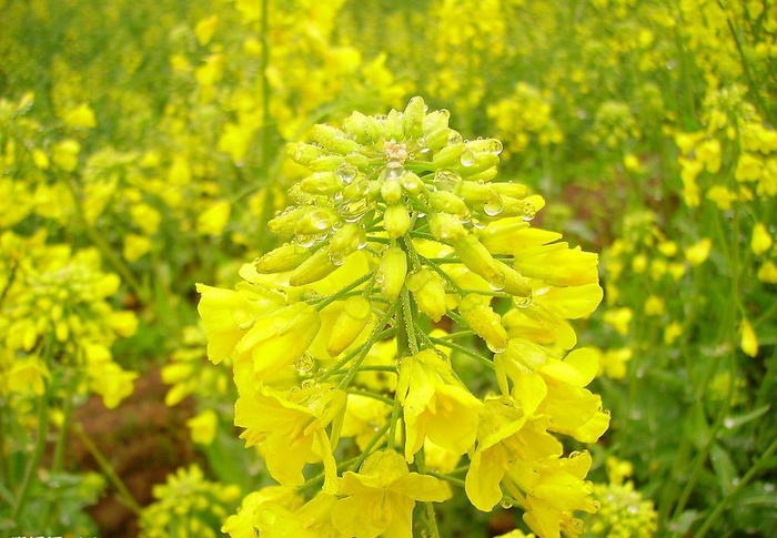 油菜花图片