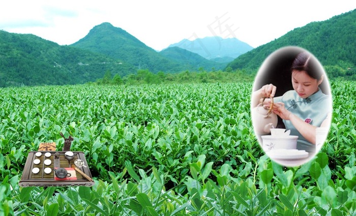 茶园图片(3008X2000(DPI:300))psd模版下载
