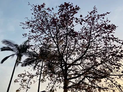 树剪影壁纸 树剪影壁纸