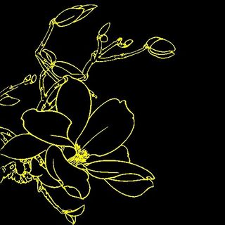 白描花卉 矢量CDR_04