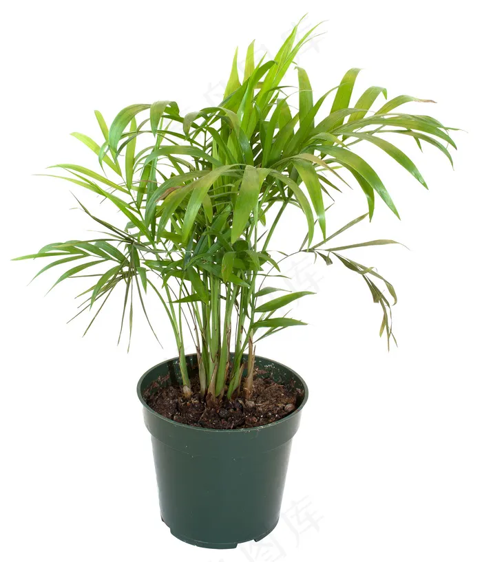 植物