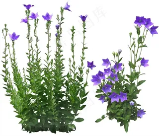 高清免抠植物桔梗