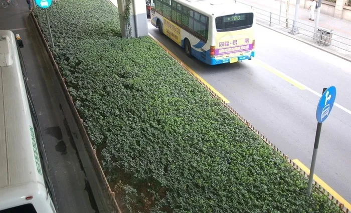 上海街头游园绿地照片图片