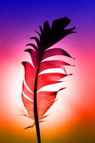 丰富多彩的羽毛