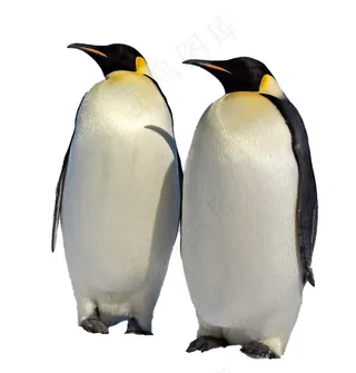 企鹅免抠素材PSD分层