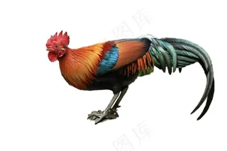 鸡免抠素材PSD分层
