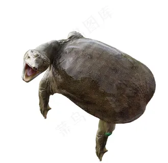 甲鱼免抠素材PSD分层