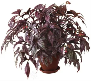 花盆花卉psd素材