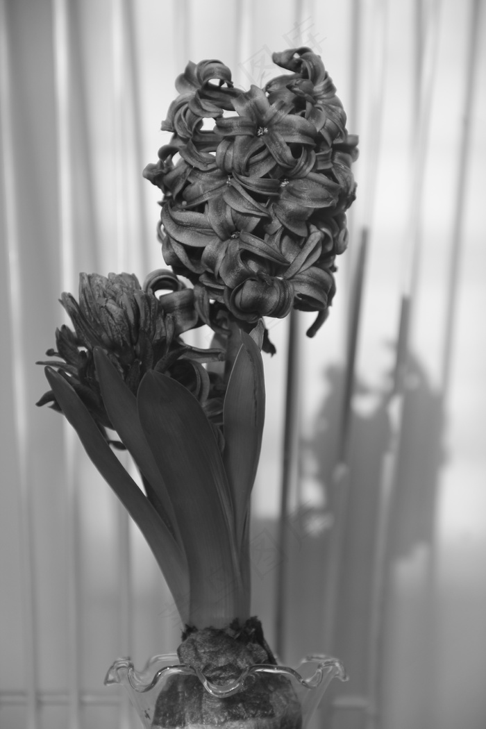 风信子花图片