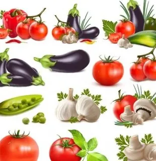 现实的蔬菜矢量