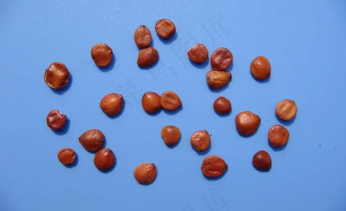 酸枣仁素材下载图片