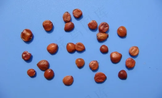 酸枣仁素材下载图片