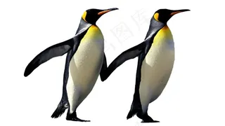 企鹅免抠素材PSD分层