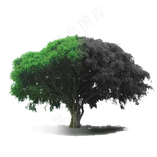 大树两面警示图