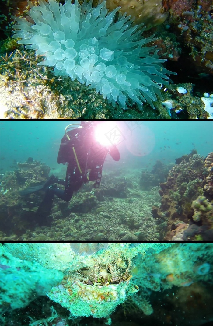 实拍海底生物鱼群高清视频素材