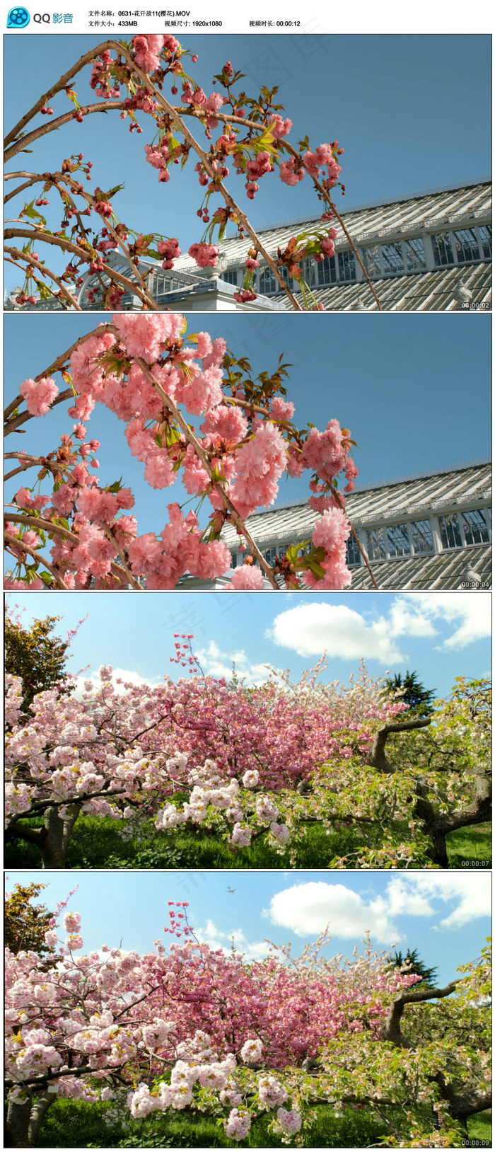 实拍樱花绽放花朵绽放视频素材