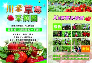 草莓采摘DM单图片