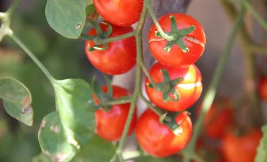 珍珠小番茄图片