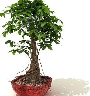 3d高精度室内植物花草图片