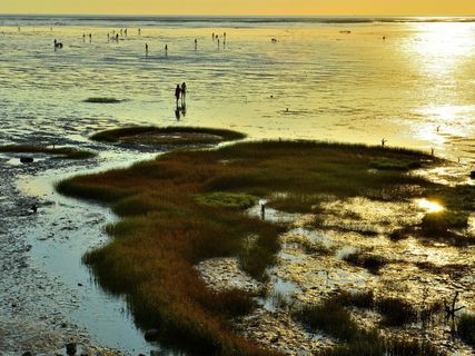 夕阳下拾贝中的滩涂图片
