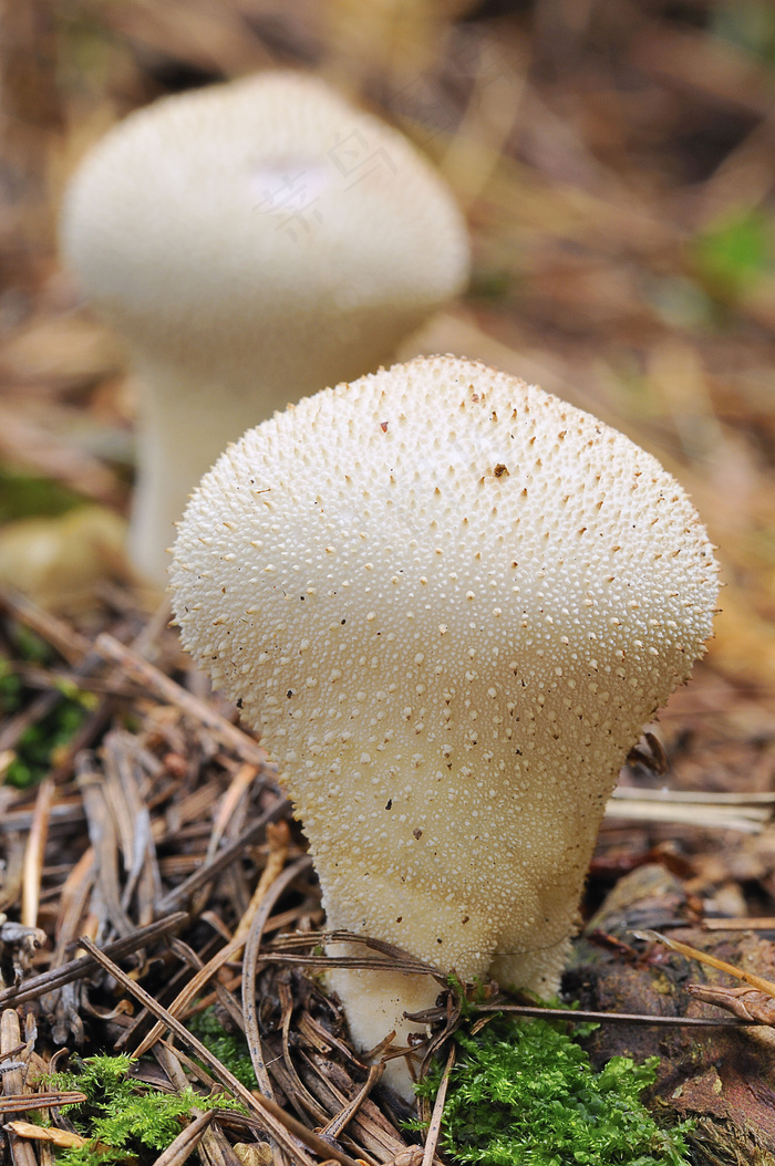 菌类植物摄影