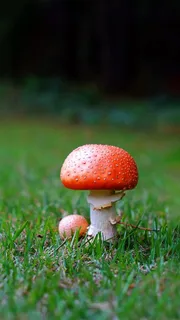 草地上的蘑菇高清摄影图片