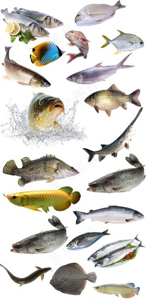 海鲜水产鱼png免抠素材透明元素