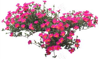 高清免抠植物马齿苋