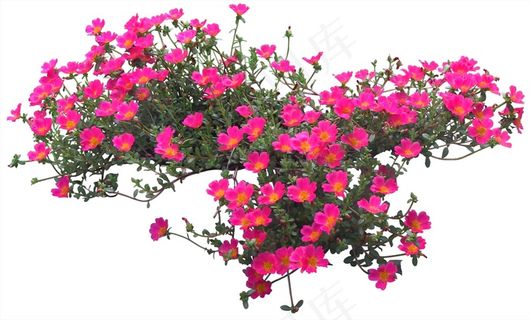 高清免抠植物马齿苋 高清免抠植物马齿苋