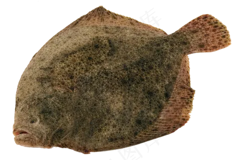 水产生鲜比目鱼png图片下载