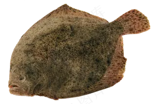 水产生鲜比目鱼png图片下载